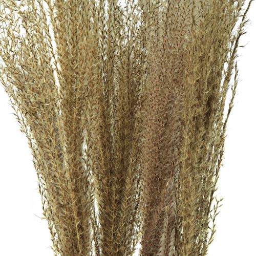 Product Miscanthus Chinese reed dry grasses dry decoration 75cm 10pcs