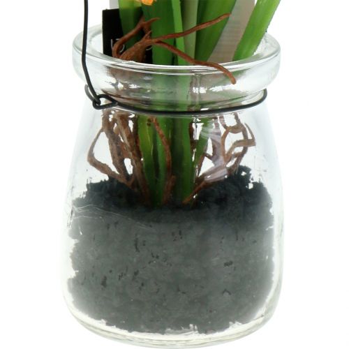 Floristik24 Poppy orange in a glass for hanging H22cm