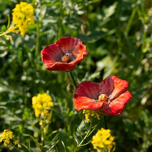 Product Poppy garden decoration stakes, perfect decorative element for your garden, 42cm, 4 pieces