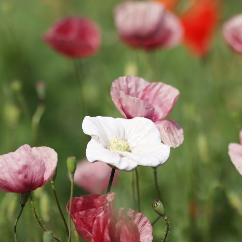 Product Poppy flower stake, ceramic flower, lovingly detailed, for elegant garden accents, 42cm, 4 pieces