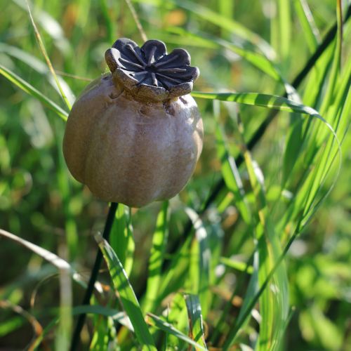 Product Garden stake poppy seed pod for stylish garden design, flower bed or balcony, 60cm, 2 pieces