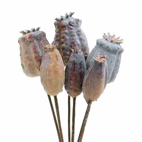 Floristik24 Artificial poppy seed capsules yellow, brown 6pcs