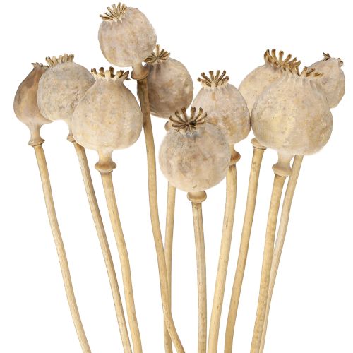 Floristik24 Poppy capsules dried natural dried flowers 55cm 10 pcs