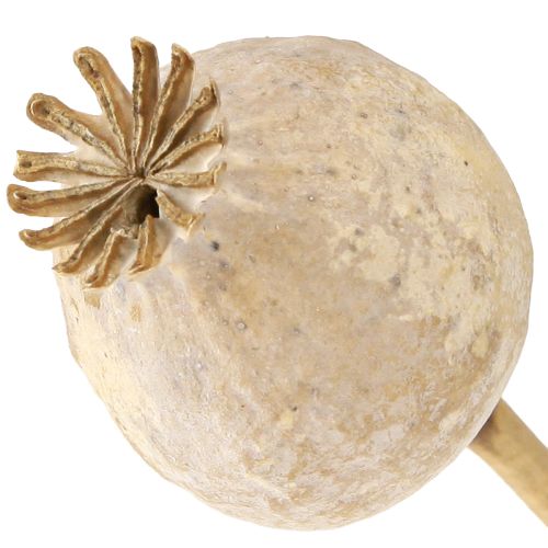 Floristik24 Poppy capsules dried natural dried flowers 55cm 10 pcs