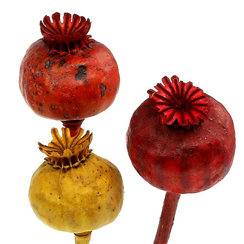 Floristik24 Poppy heads 3 colors sorted 100 pcs