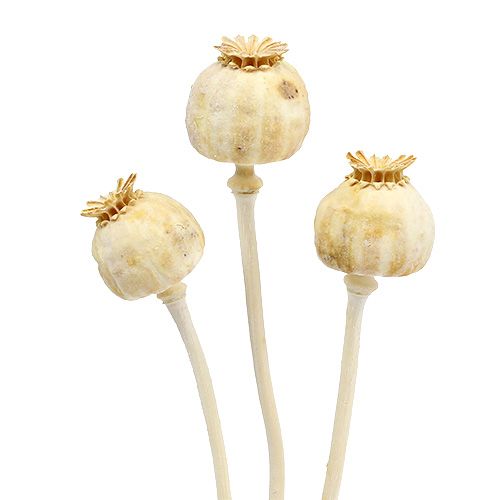 Floristik24 Poppy heads bleached 100 pcs