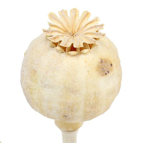 Floristik24 Poppy heads bleached 100 pcs