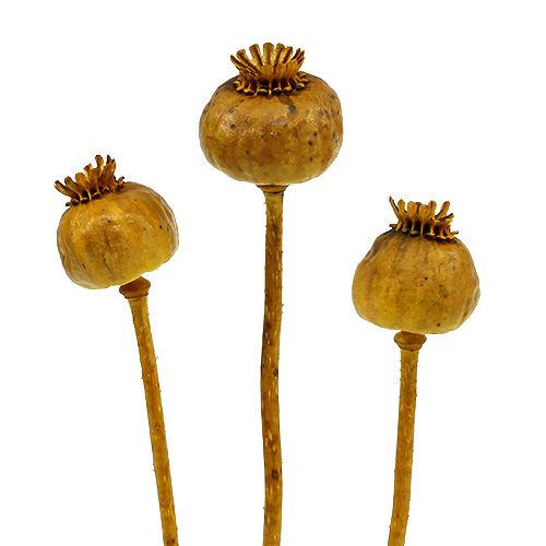 Floristik24 Poppy heads dyed yellow 100 pcs