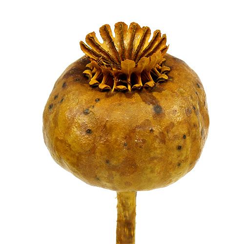 Floristik24 Poppy heads dyed yellow 100 pcs