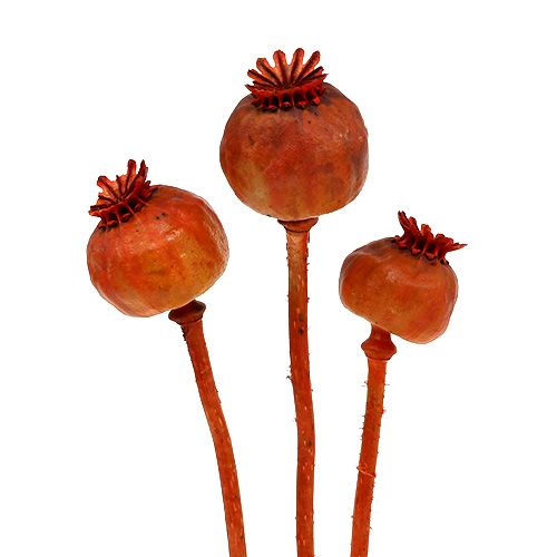 Product Poppy heads colored orange 100 pcs