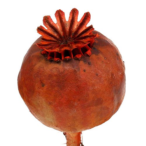 Floristik24 Poppy heads dyed orange 100 pcs