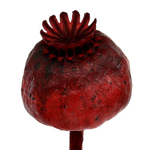 Floristik24 Poppy heads dyed red 100 pcs