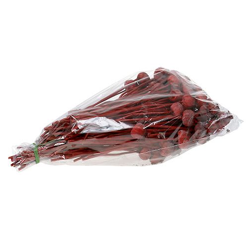 Floristik24 Poppy heads dyed red 100 pcs