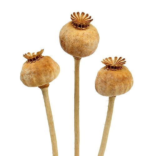 Poppy Heads Natural 100 Pcs