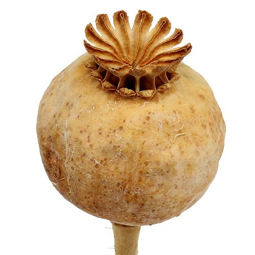 Floristik24 Poppy Heads Natural 100 Pcs