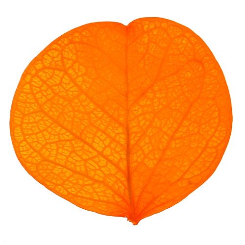 Product Moneta Leaves Apricot 50g