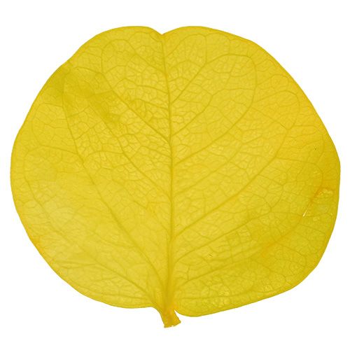Product Moneta leaves lime 50gr