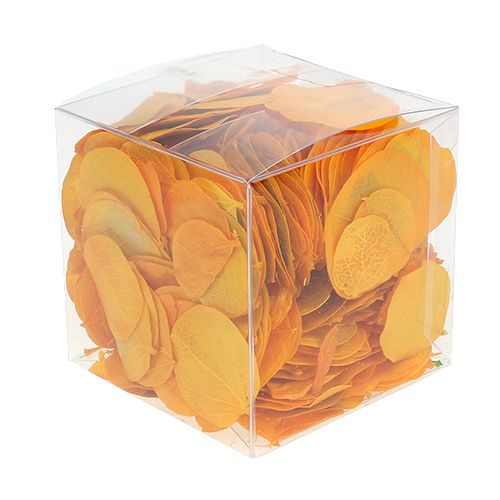 Floristik24 Moneta leaves golden yellow 50g