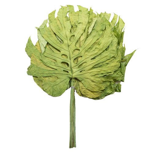 Product Decorative Monstera leaves for boho and urban jungle decoration