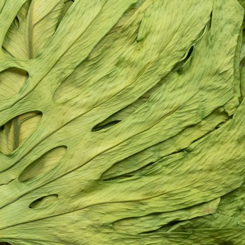 Product Decorative Monstera leaves for boho and urban jungle decoration