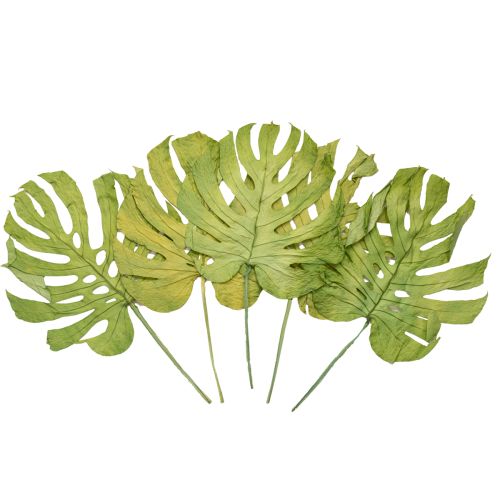 Product Decorative Monstera leaves for boho and urban jungle decoration