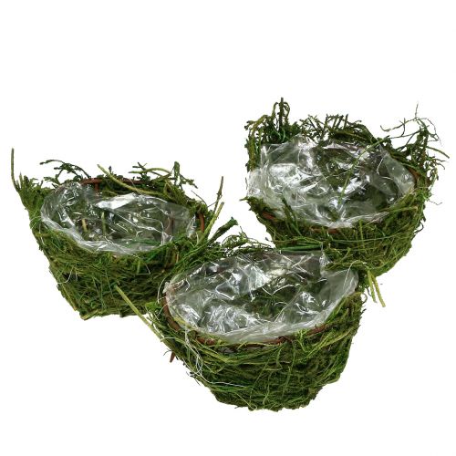Floristik24 Moss bowl green Ø11cm H6.5cm - 7.5cm 5pcs