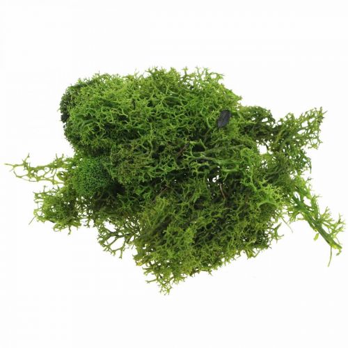Floristik24 Decorative moss for handicrafts Dark green natural moss preserved 40g