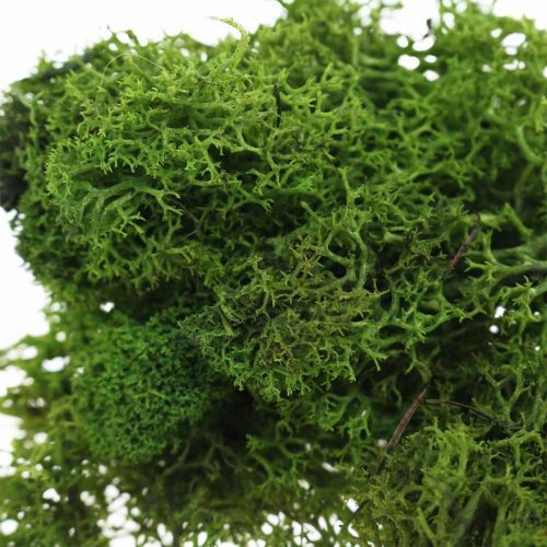 Floristik24 Decorative moss for handicrafts Dark green natural moss preserved 40g