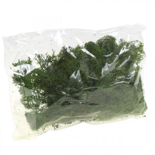 Floristik24 Decorative moss for handicrafts Dark green natural moss preserved 40g