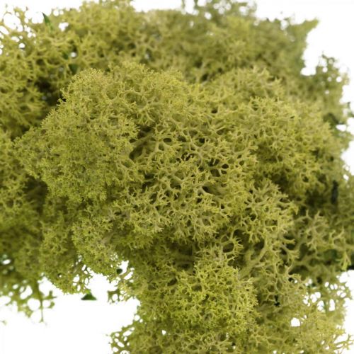 Product Decorative moss for handicrafts Light green natural moss preserved 40g