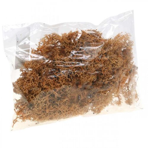 Floristik24 Decorative moss for handicrafts Orange colored natural moss preserved 40g