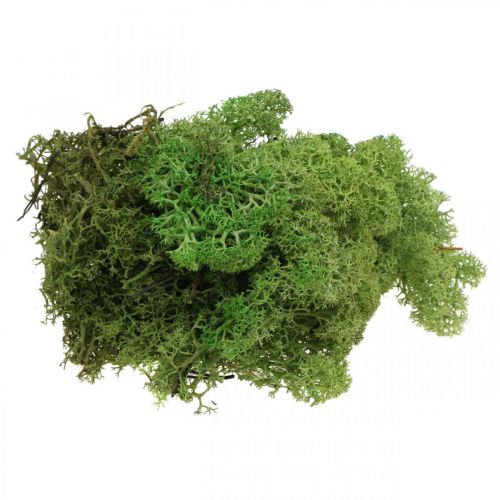 Product Moss Iceland moss green 400g