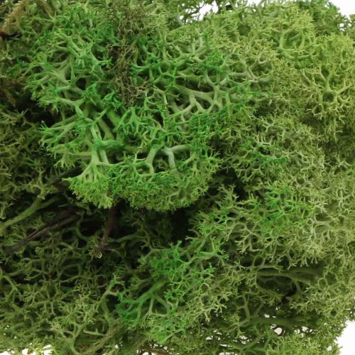 Product Moss Iceland moss green 400g