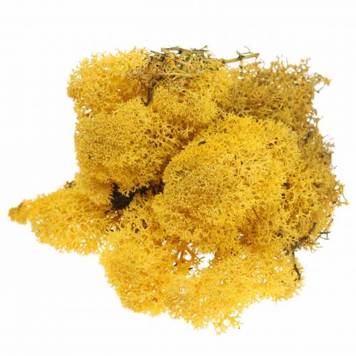 Reindeer Moss Yellow 400g