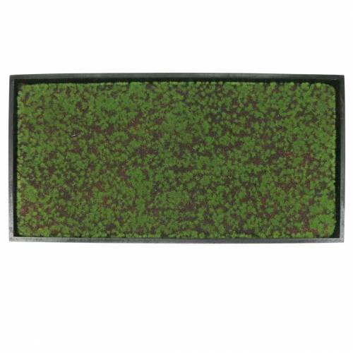 Floristik24 Mural moss in a green frame 60x30cm Wall decoration made of moss