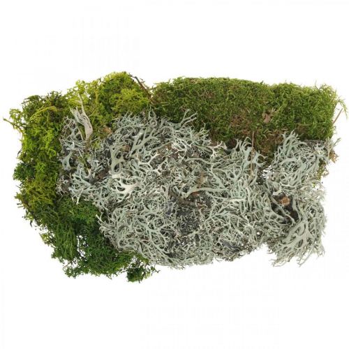 Floristik24 Decorative moss for handicrafts Moss and lichen mix green, gray 100g