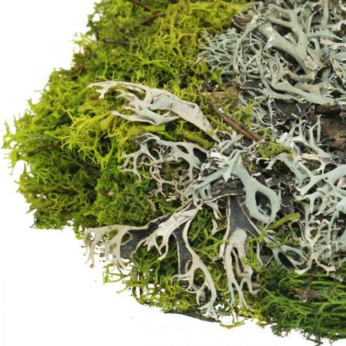 Floristik24 Decorative moss for handicrafts Moss and lichen mix green, gray 100g
