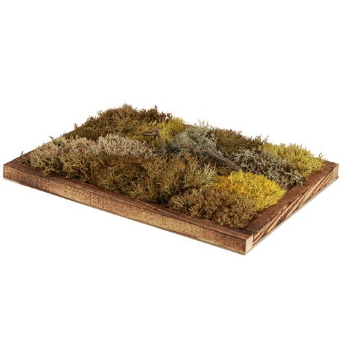 Product Moss Picture Real Moss Picture with Frame Preserved 40×30cm
