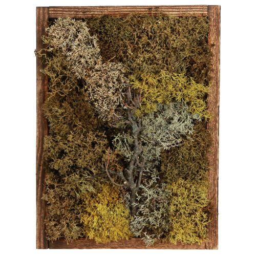 Product Moss Picture Real Moss Picture with Frame Preserved 40×30cm