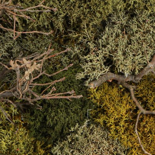 Product Moss picture Real moss preserved and branches natural 60×40cm
