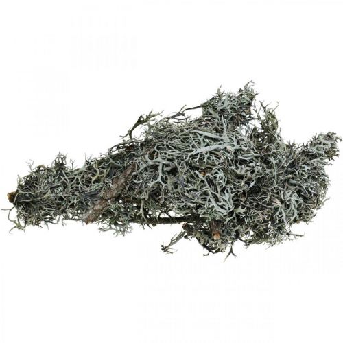 Floristik24 Deco twigs oak moss moss deco lichen natural decoration 750g