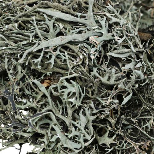Product Deco twigs oak moss moss deco lichen natural decoration 750g