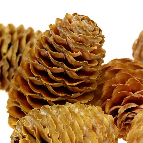 Product Sabulosum cone cream 500g