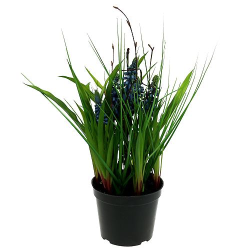 Floristik24 Muscari in blue pot H 30cm