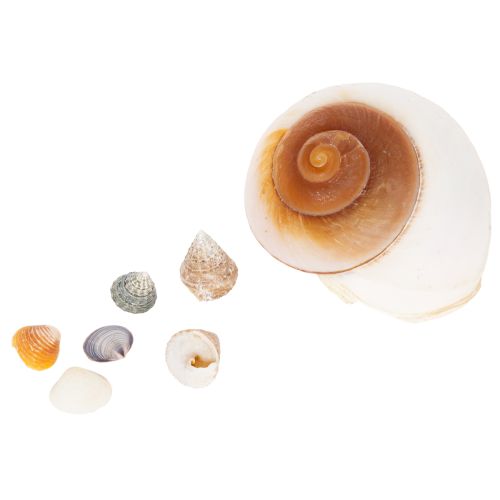 Decorative seashells - A unique eye-catcher for bathrooms and living rooms - 300g