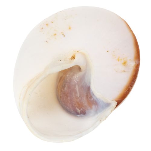 Product Decorative seashells - A unique eye-catcher for bathrooms and living rooms - 300g