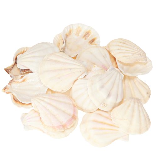 Product Shell decoration scallops in natural 3.5cm–4cm 300g