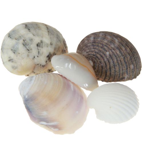 Product Shell decoration mini cockles snail shells 1–3 cm 340 g