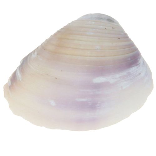 Product Shell decoration mini cockles snail shells 1–3 cm 340 g