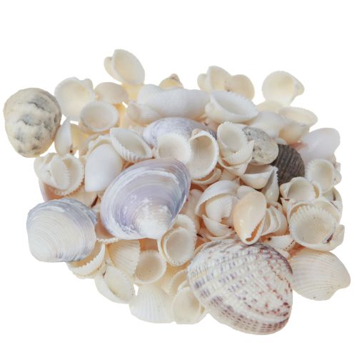 Product Shell decoration mini cockles snail shells 1–3 cm 340 g